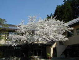 Amagawaso and cherry blossom tree