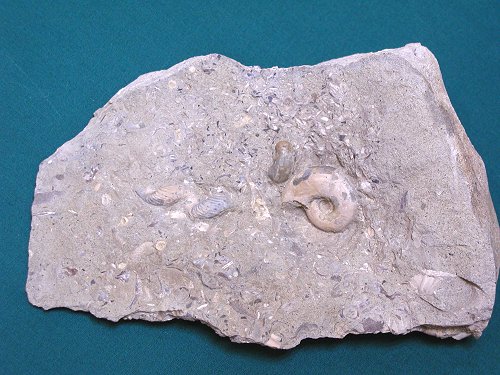 アンモナイト化石館