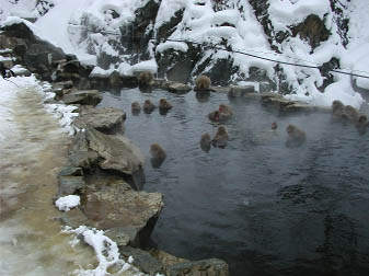 Snow Monkey in Jigokudani