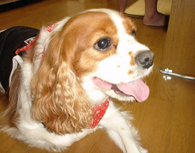 ��l�̂��߂̉��y�����̊Ŕ�