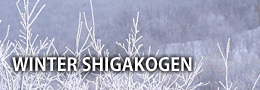 WINTER SHIGAKOGEN