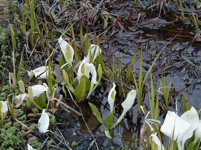 水芭蕉