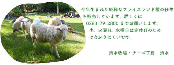 sheep